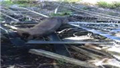 Xuất hiện sinh vật lạ 4 chân bò lổm ngổm