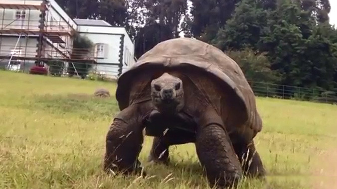 Con rùa già nhất thế giới