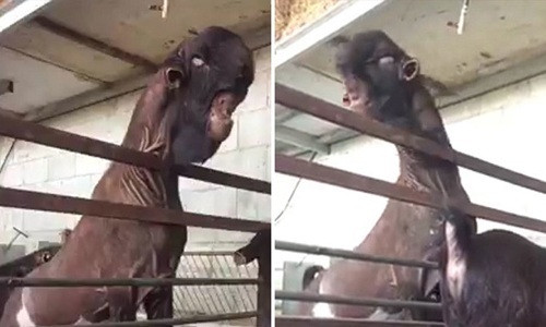 'Dê quỷ' có hình dáng giống khủng long