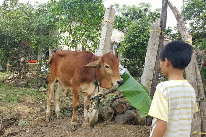 Bò đực giống được hỗ trợ dịp cuối năm 2017 tại UBND xã Triệu Độ.