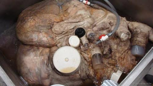 Trái tim cá voi xanh lần đầu tiên được giải phẫu phục vụ cho mục đích khoa học. Nó sẽ được trưng bày tại Bảo tàng Hoàng gia Onatario, Canada. Ảnh: BBC.