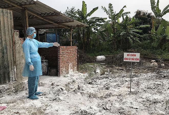 Hà Nội: Mua chích điện để tiêu hủy lợn dịch tả châu Phi