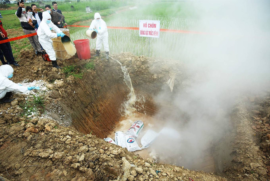 Hà Nội diễn tập phòng dịch tả lợn châu Phi.