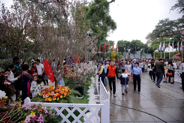 Hoa anh đào that trưng bày trong không gian tượng đài Lý Thái Tổ