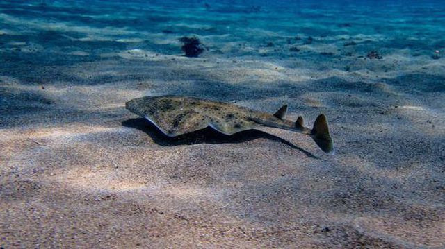 Xuất hiện loài cá mập hiếm ở bờ biển xứ Wales