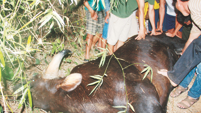 Cá thể bò tót quý hiếm đã chết vì đói và kiệt sức khi lạc đường xuống đồng bằng. Ảnh: Nguyễn Thành