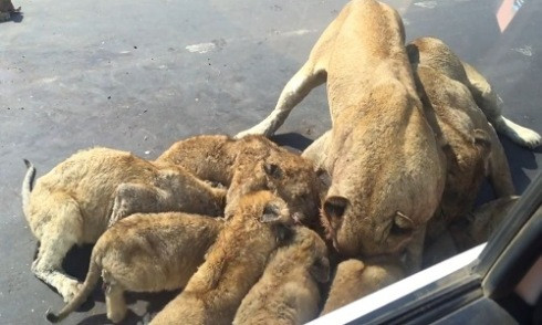 Đàn sư tử mải mê rúc đầu vào xác linh dương để giành ăn, không để tâm đến chiếc ôtô đậu sát bên. Ảnh: YouTube.