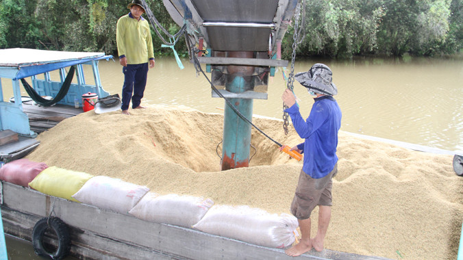 Dùng hệ thống hút điện để đưa lúa tươi vào lò sấy tại cơ sở sấy lúa Ba Đèo. Ảnh: Đại Dương 
