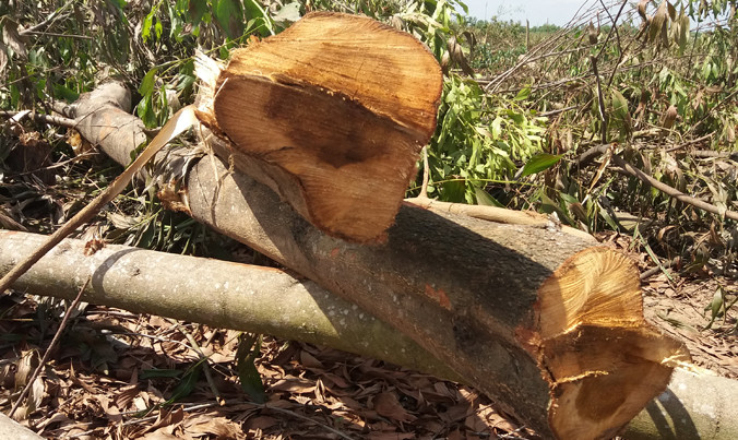 Vụ chặt hơn 10 hécta tràm: Chủ đầu tư thỏa thuận đền bù 1,5 tỷ đồng