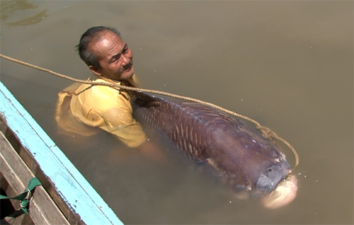 Ông Nguyễn Văn Lịch và con cá hô "khủng".