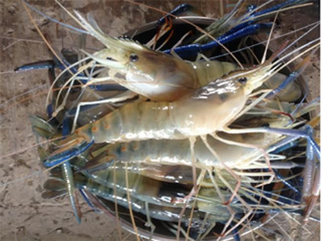 Nuôi tôm càng xanh toàn đực