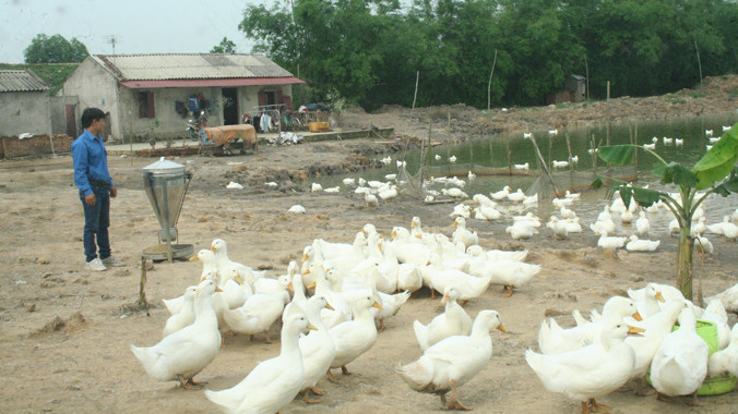 Mô hình trang trại vịt của anh Nguyễn Hữu Tình