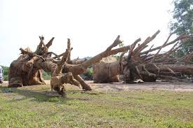 Cấp phép chở 3 cây 'khủng' trước 15/6