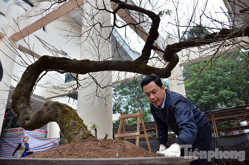 Một cây đào phai hơn 70 năm tuổi cực quý vừa được chở từ Tây Bắc xuống Hà Nội để tham dự hội chợ.