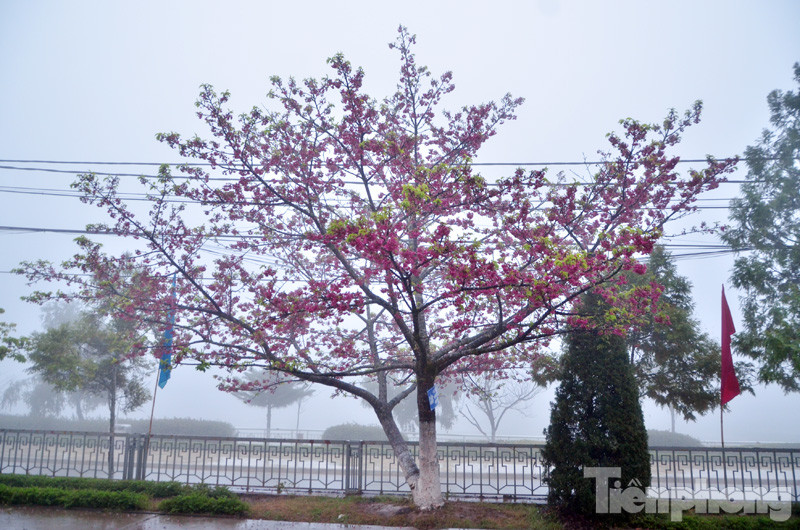 Ngắm hoa anh đào khoe sắc quyến rũ trong băng giá Sapa