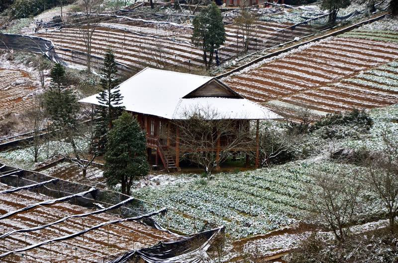 Hoa màu bị băng tuyết bao phủ tại Sapa.