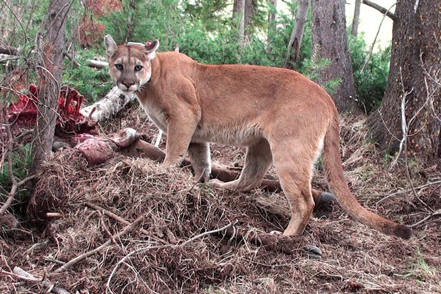Báo sư tử đã giết 1 người và làm bị thương 1 người tại thị trấn North Bend.