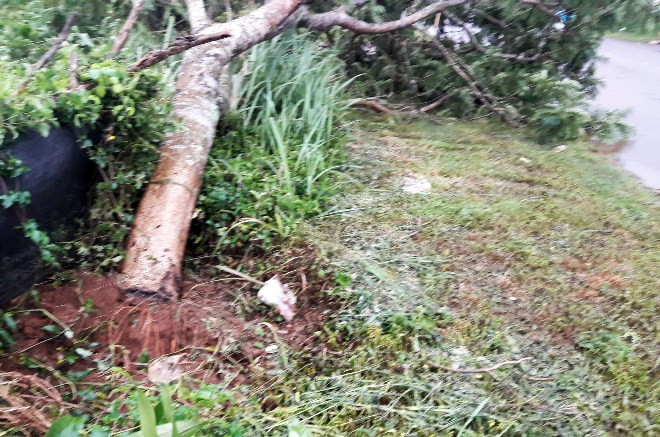 Cây xanh đường phố bật gốc.