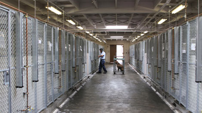 Mafia kiếm bộn tiền nhờ… chăm sóc thú hoang