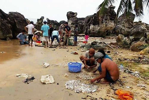 Người dân đổ xô bắt hải sâm ở bãi biển Phú Quốc. Ảnh: A.X.