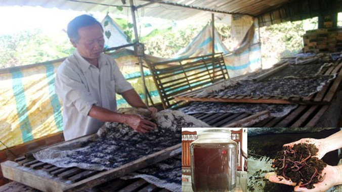 Giun quế được phơi khô để ngâm rượu. Gần đây, giun quế được nhiều người mua về ngâm rượu uống (ảnh bé). Ảnh C. Tuân.