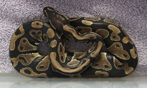 Con trăn Hoàng gia dài hơn 1m được tìm thấy ở Hammersmith, Anh. Ảnh: Stian Alexander.