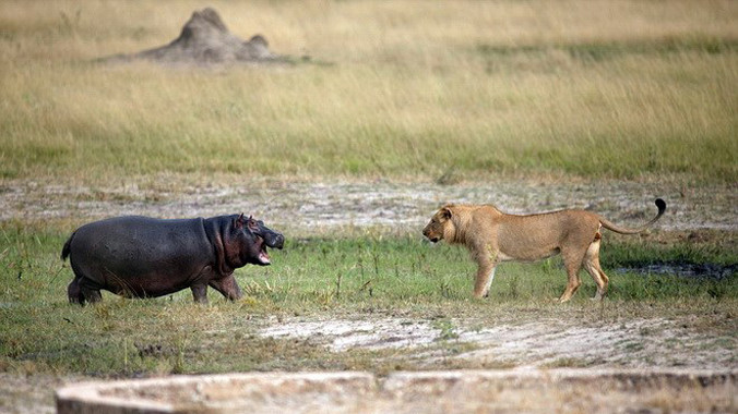 Mục tiêu của hai con sư tử là chú hà mã con. Nguồn: Barcroft Media.