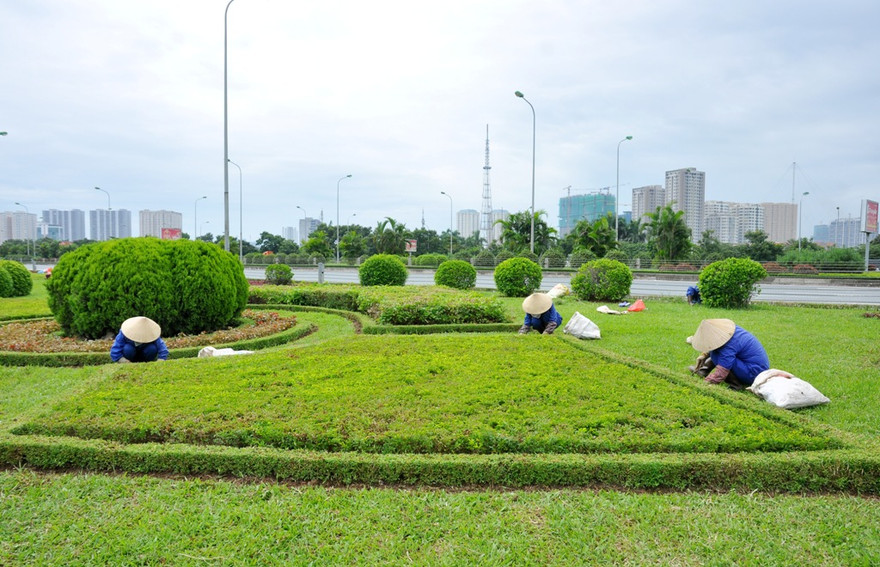 Nhóm công nhân đang làm cỏ, chăm sóc cây tại các vườn hoa trên dải phân cách đường Đại lộ Thăng Long. 