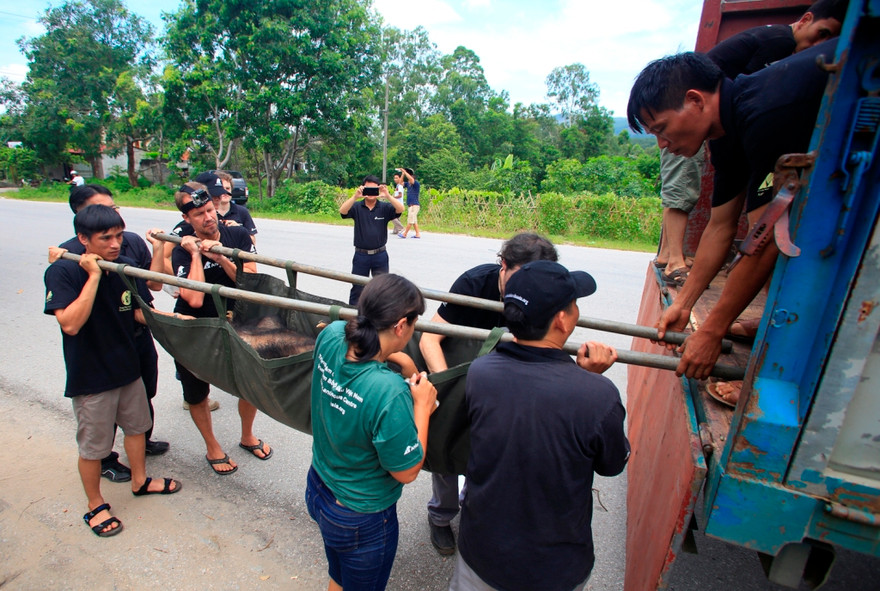 Tổ chức Động vật Châu Á đang tổ chức chiến dịch cứu hộ gấu lớn nhất trong vòng 4 năm nay, bắt đầu từ hôm qua, kết thúc vào thứ 6 (26/6). Chiến dịch sẽ di chuyển 14 cá thể gấu nuôi nhốt trên địa bàn tỉnh Quảng Ninh về Trung tâm Cứu hộ Gấu Việt Nam tại vườn