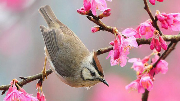 Du học sinh Việt và trải nghiệm ăn tết xứ người
