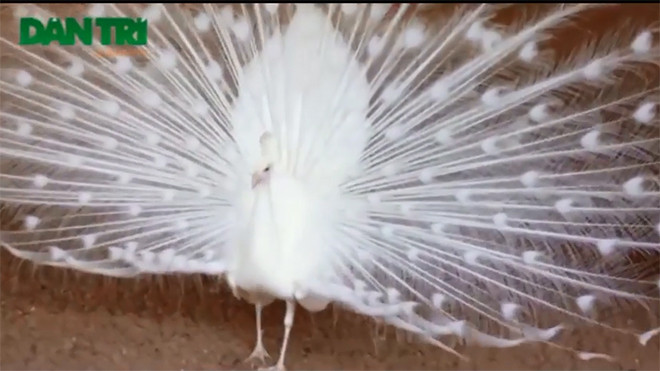 'Bạch khổng tước' kì lạ hiếm thấy ở thủ đô