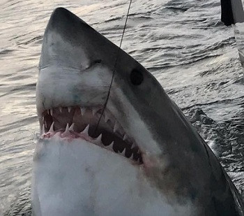 Cá mập trắng nặng hơn 1,3 tấn cắn câu ngư dân Mỹ. Ảnh: Outcast Sport Fishing.