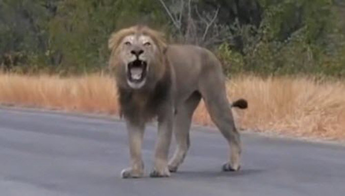 Con sư tử già khóc nức nở vì bị đuổi khỏi đàn.