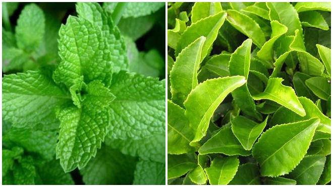 Các loại lá cây giảm cân cực hiệu quả