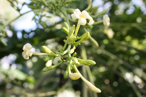 Bài thuốc, món ăn trị viêm phế quản cấp tính