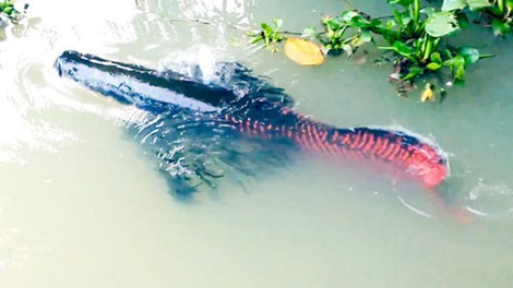 Cả ngàn con cá hải tượng con sinh trưởng phát triển tốt trong hồ nuôi. Cá con thường bơi thành dòng trên lưng cá trống.