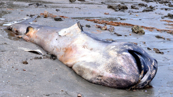 Xác 'thủy quái' nặng hơn 1 tấn dạt vào biển Nghệ An