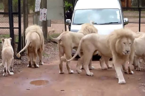 Đóng cửa khi lái xe trong công viên hoang dã là quy định bắt buộc.