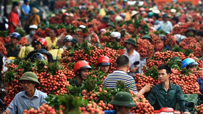 Năm nay, lần đầu tiên vải thiều sẽ đi đường hàng không vào Mỹ, Austraulia/ VnExpress