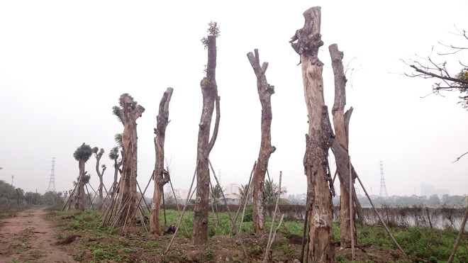 Nghi vấn xà cừ cổ thụ từ dự án đường sắt Cát Linh - Hà Đông chết hàng loạt