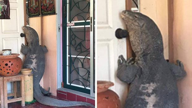 Thằn lằn khổng lồ đứng bám sát trước cửa một ngôi nhà ở Thái Lan.