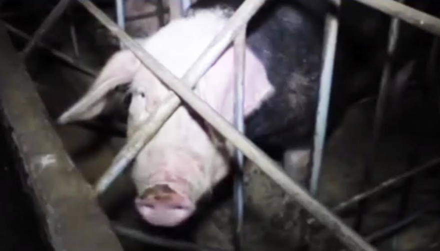 Heo nái bị nhuộm lông đen