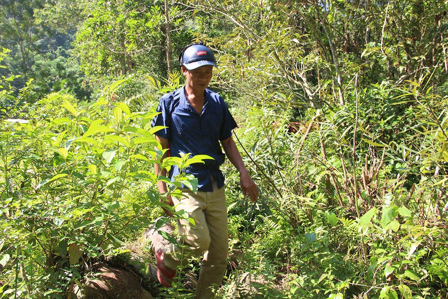 Chuyện về một cựu lâm tặc trở thành người... gác rừng