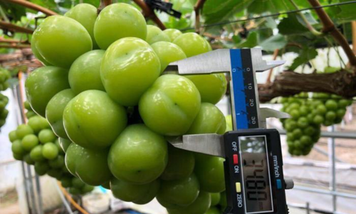 Nho sữa Hàn Quốc được khá nhiều cửa hàng nhập về bán với giá 650.000 đồng một kg.