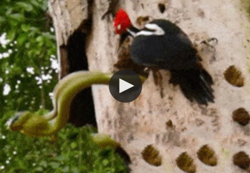 Clip: Chim gõ kiến tử chiến với rắn xanh