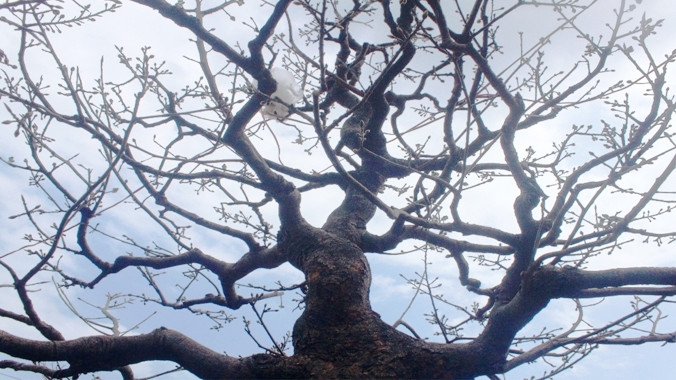 Dáng thế độc, lâu năm làm tăng giá trị của cây.