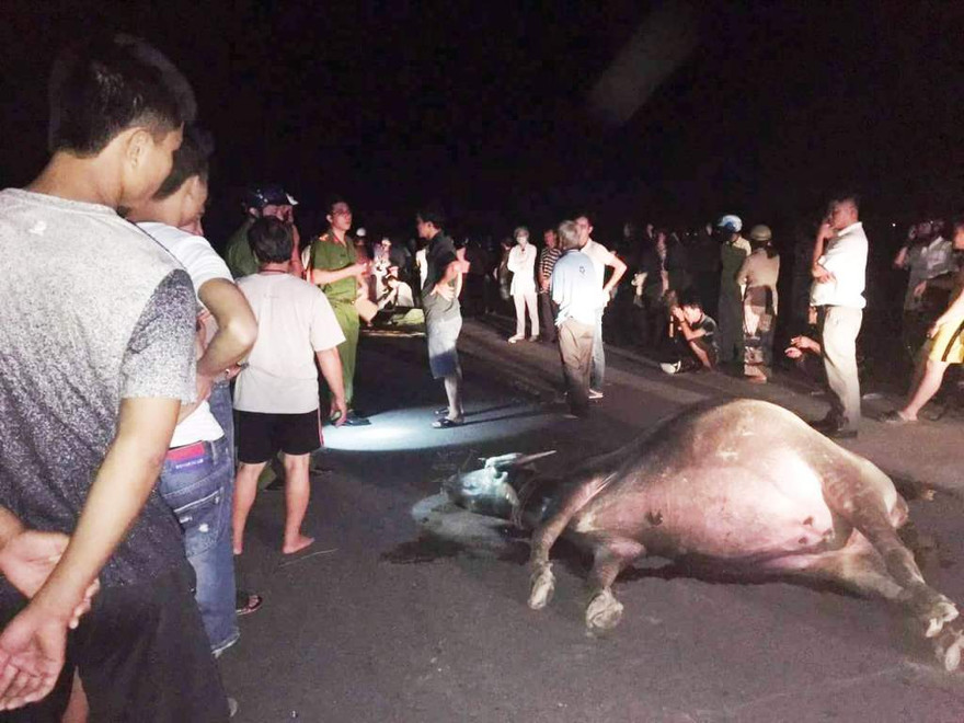 Con trâu bị xe máy “đốn” chết ngay tại chỗ.