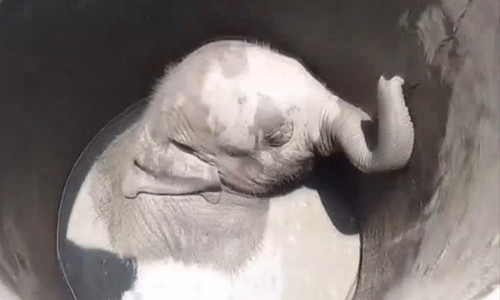 Giải cứu voi con mắc kẹt dưới giếng nước