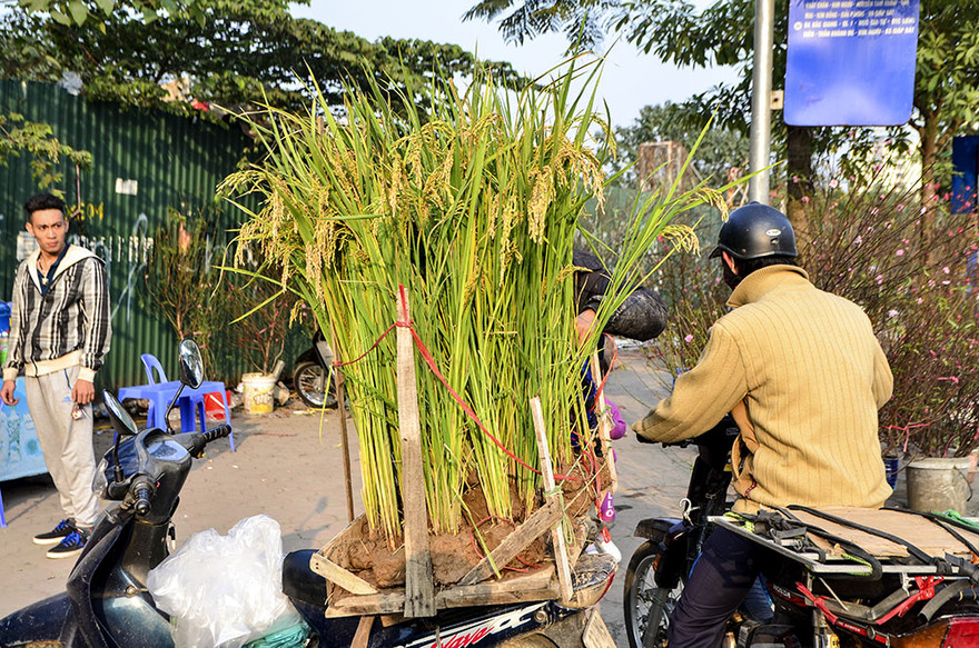 Không chỉ có ở trong Nam, những năm gần đây, tại miền Bắc nhiều người chọn cây lúa làm loại cây cảnh chơi Tết.