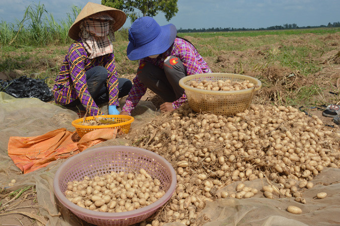 Khoai lùn trồng chơi ăn thiệt